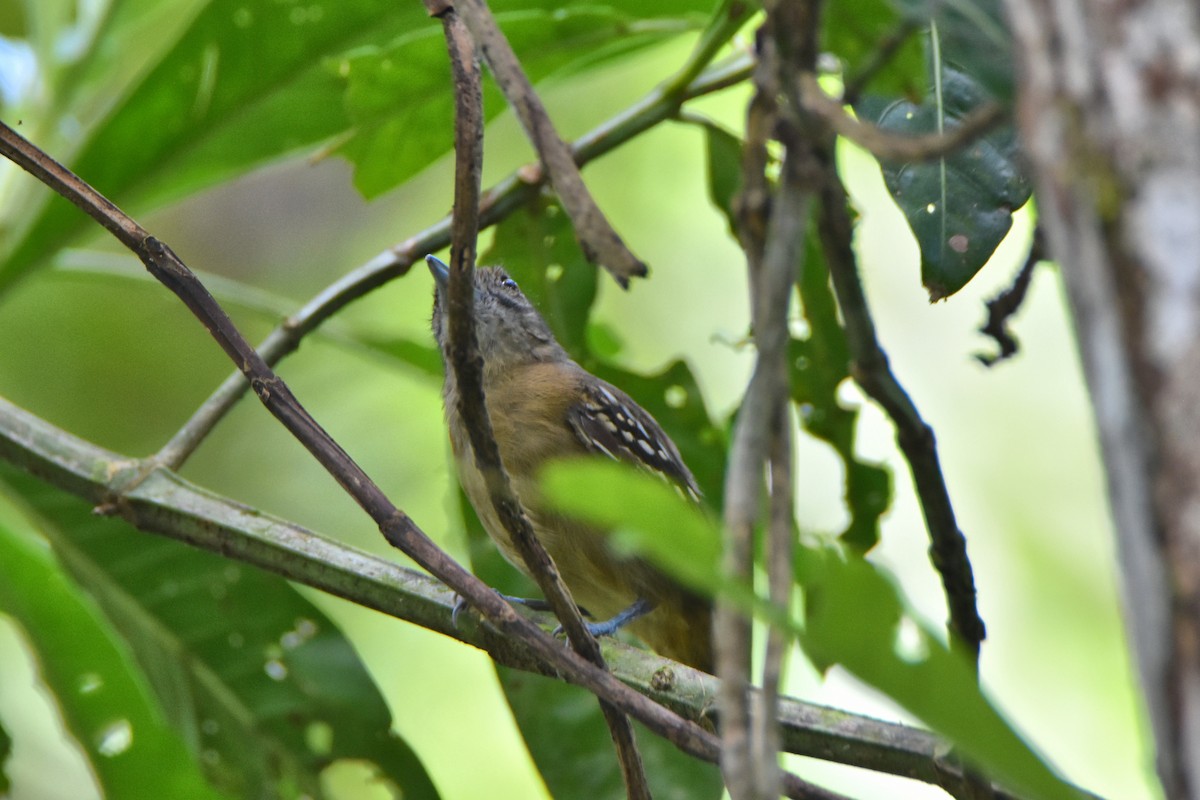 Spot-crowned Antvireo - ML611382958