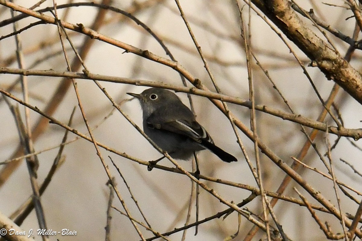 Blue-gray Gnatcatcher - ML611383035