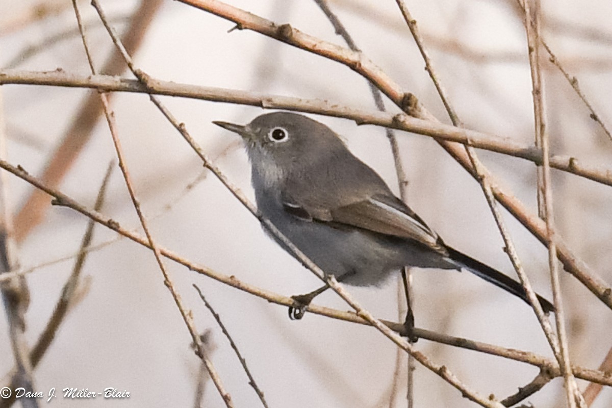 Blue-gray Gnatcatcher - ML611383037