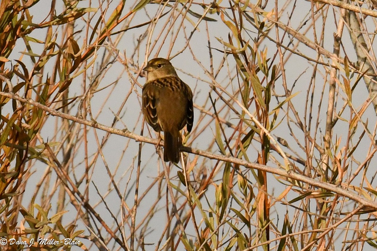 Bruant à couronne dorée - ML611383049