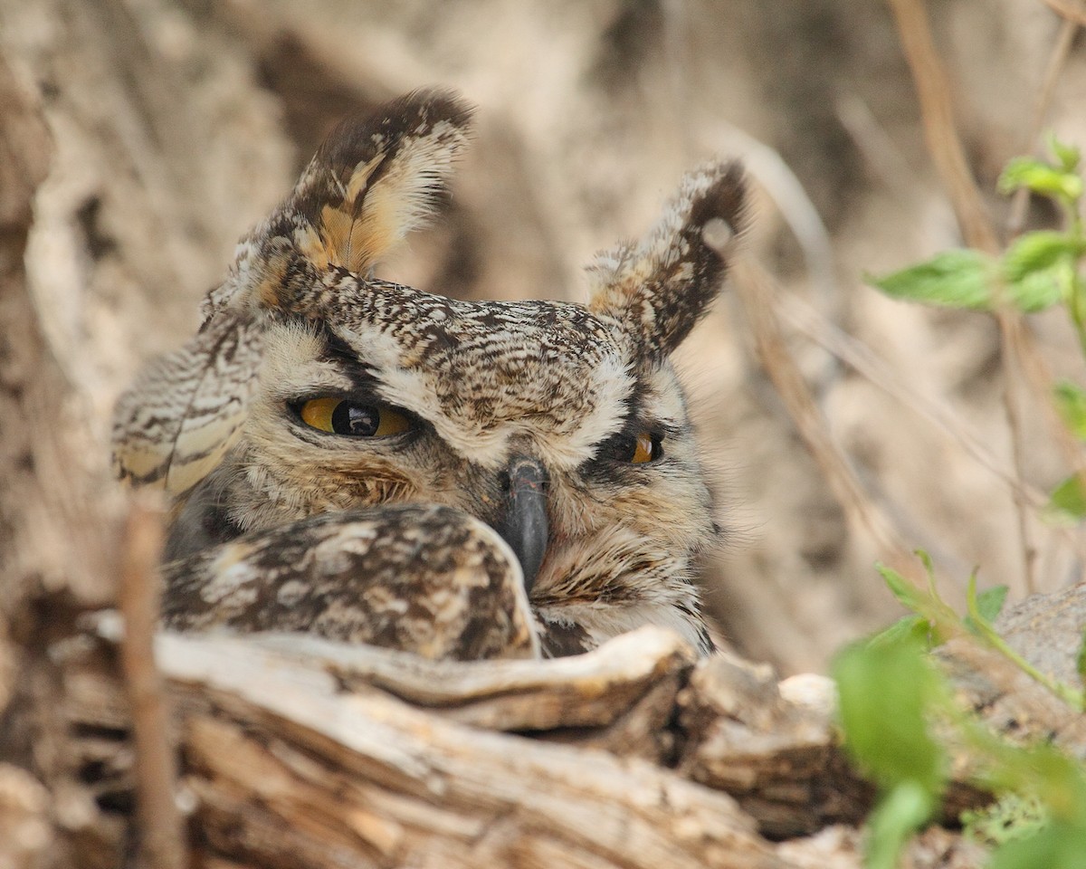 Great Horned Owl - ML611383104