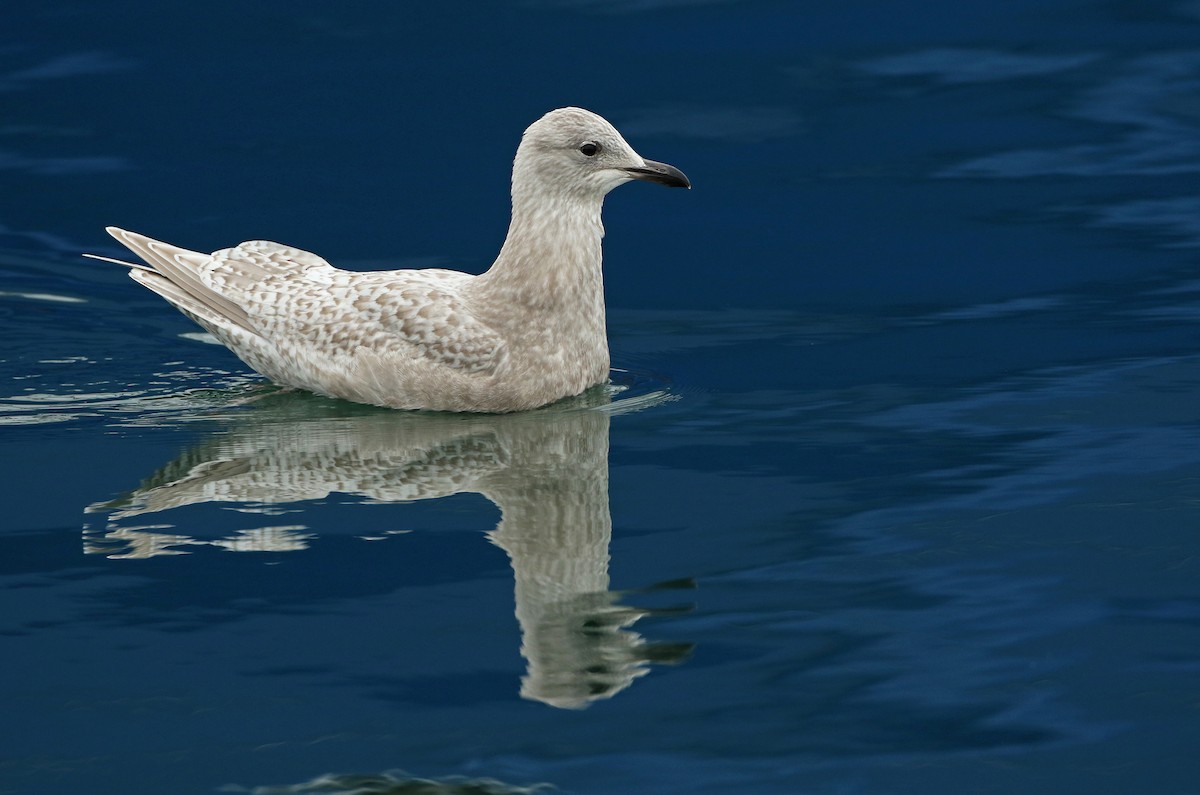 Iceland Gull (kumlieni/glaucoides) - Luke Seitz