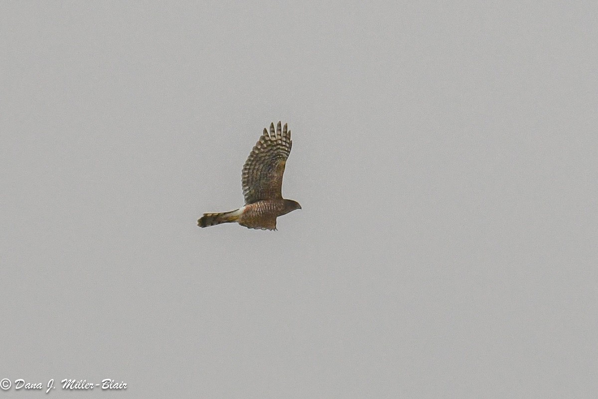 Cooper's Hawk - ML611383176