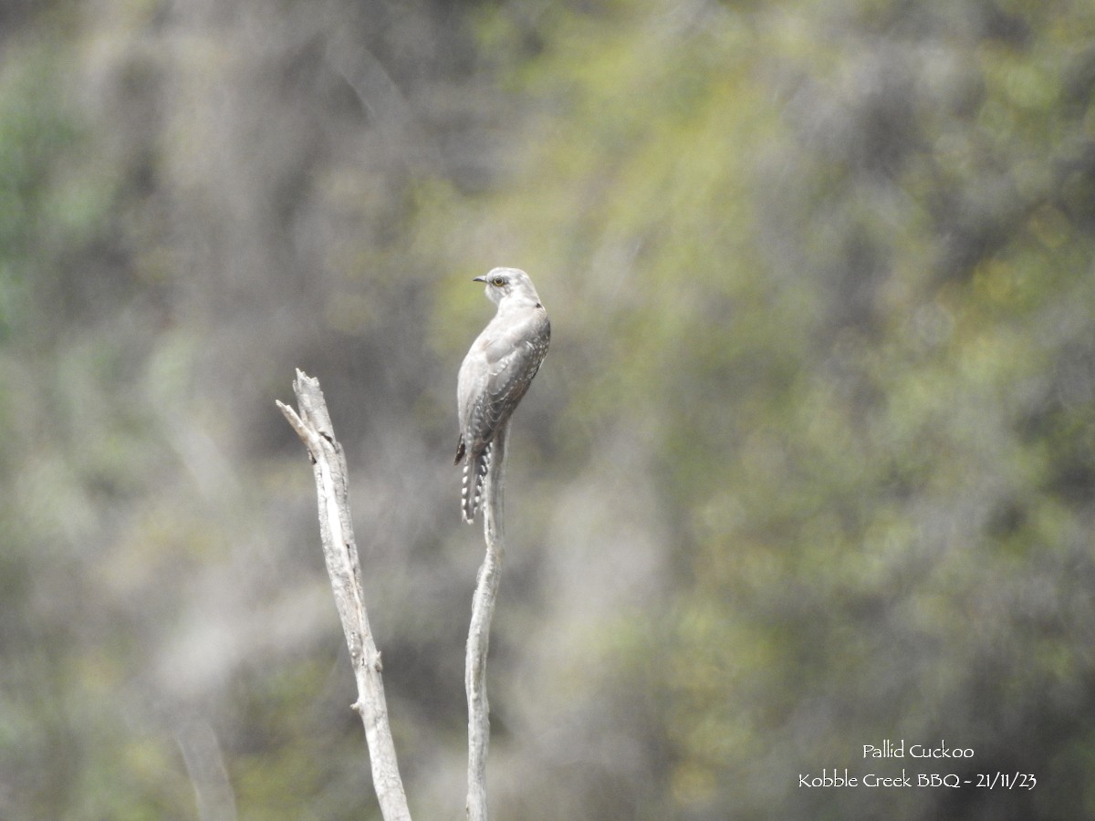 Pallid Cuckoo - ML611383264