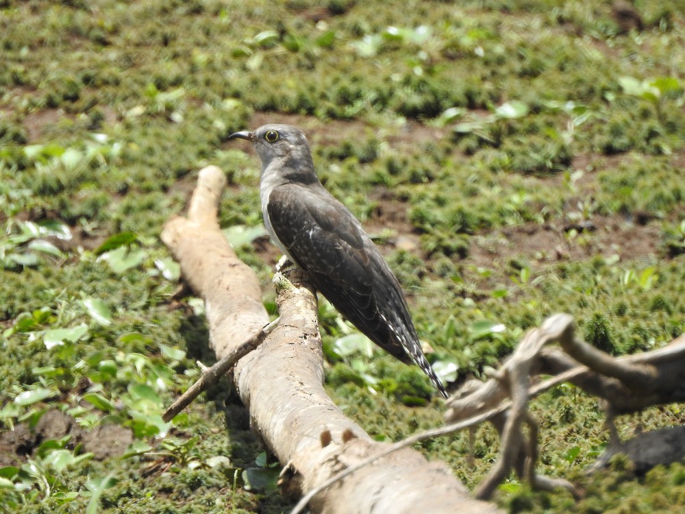 Pallid Cuckoo - ML611383286