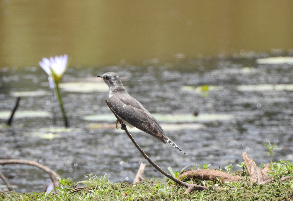 Pallid Cuckoo - ML611383287