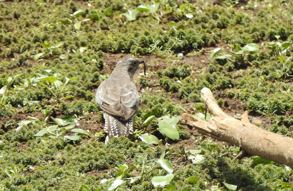 Cuco Pálido - ML611383288