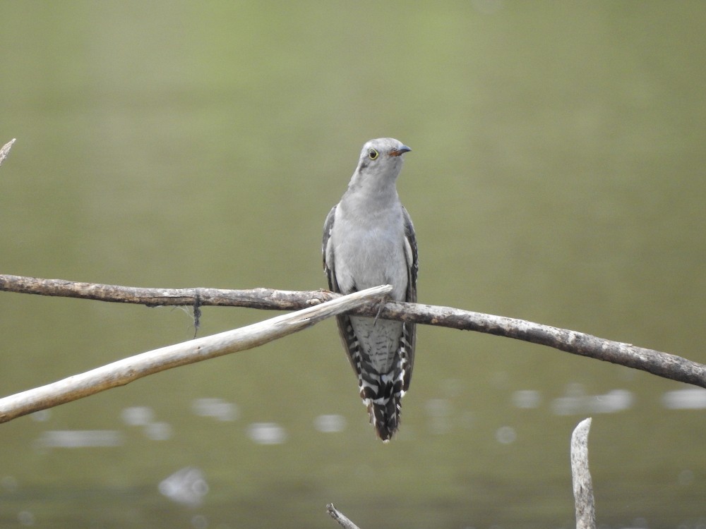 Pallid Cuckoo - ML611383290