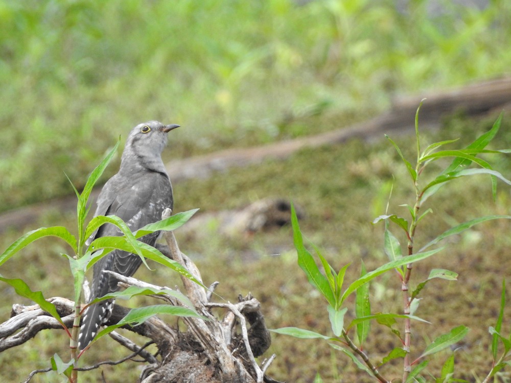 Pallid Cuckoo - Marie Tarrant