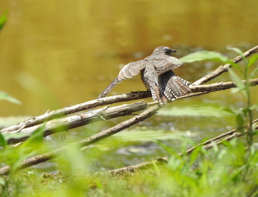 Pallid Cuckoo - ML611383295