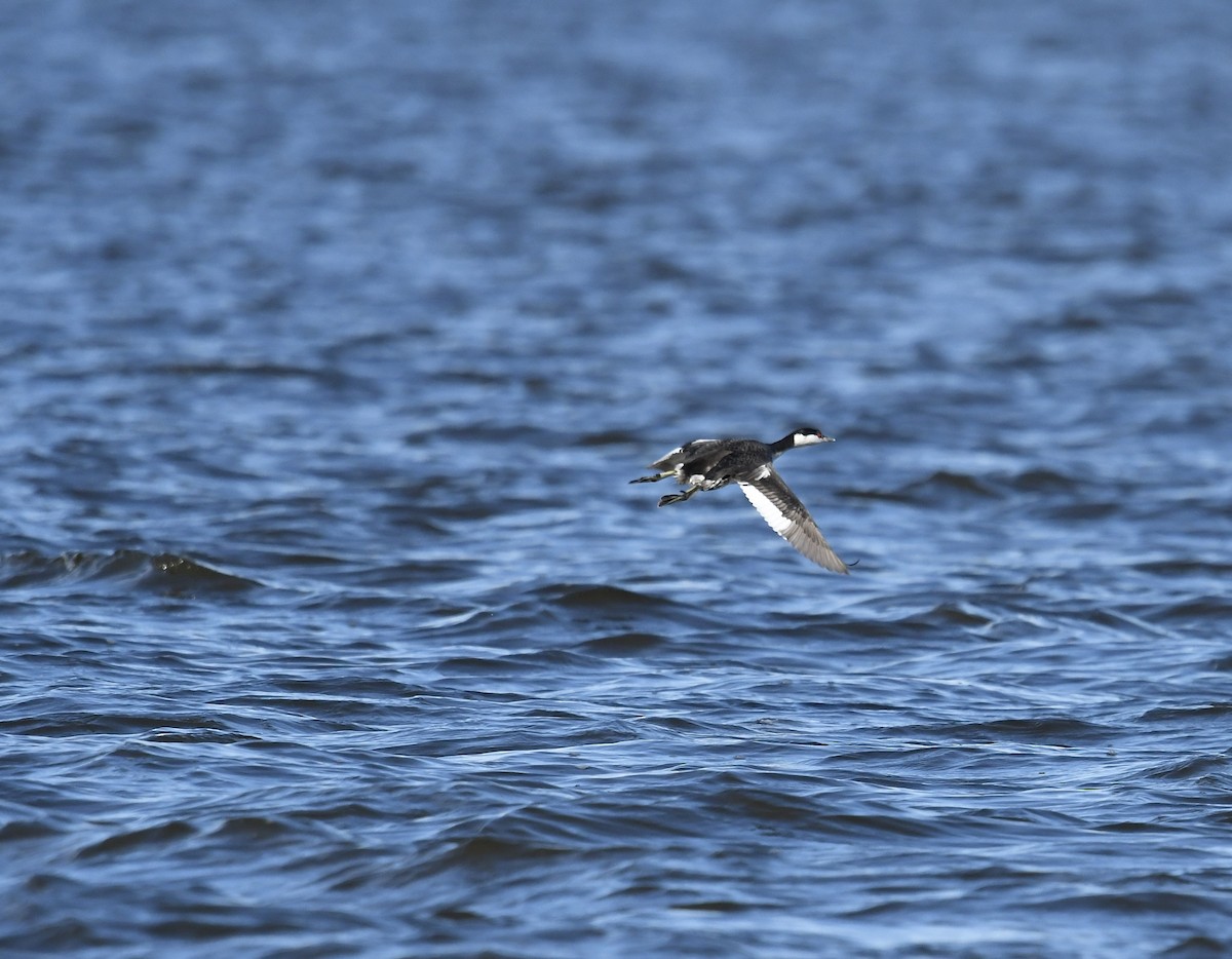 Horned Grebe - ML611383332