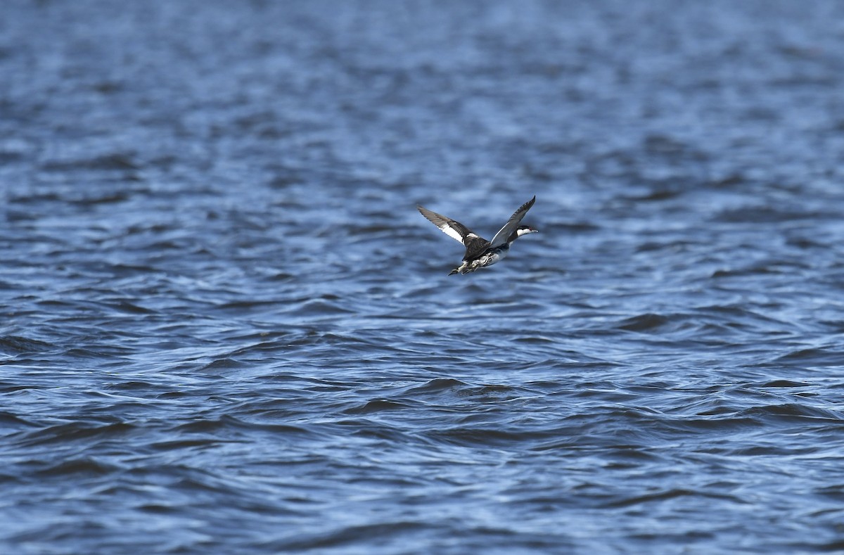 Horned Grebe - ML611383338