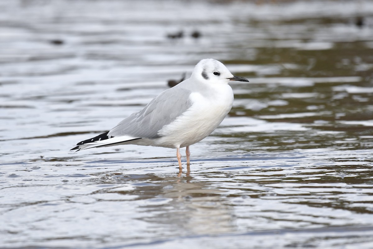 Bonaparte's Gull - Paul Nielson