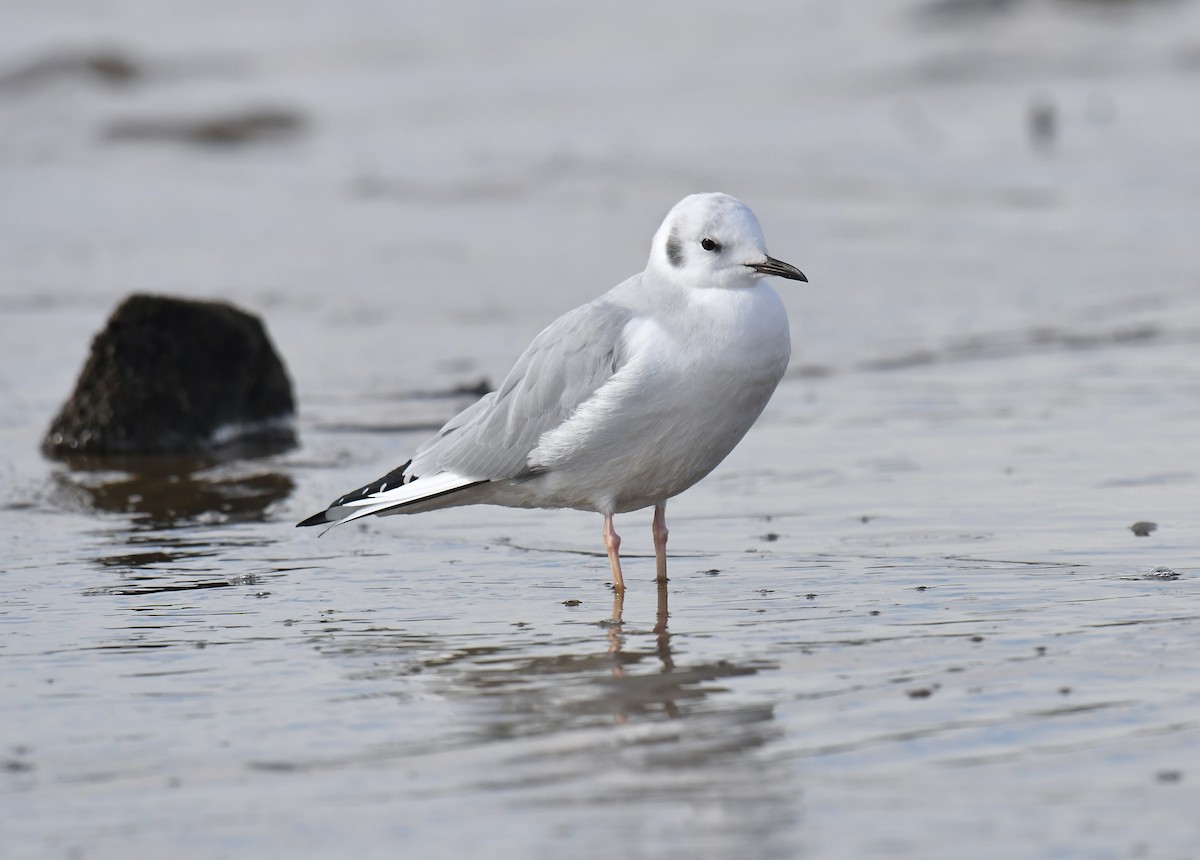 Mouette de Bonaparte - ML611383378