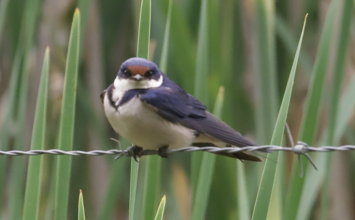 White-throated Swallow - John Gregory