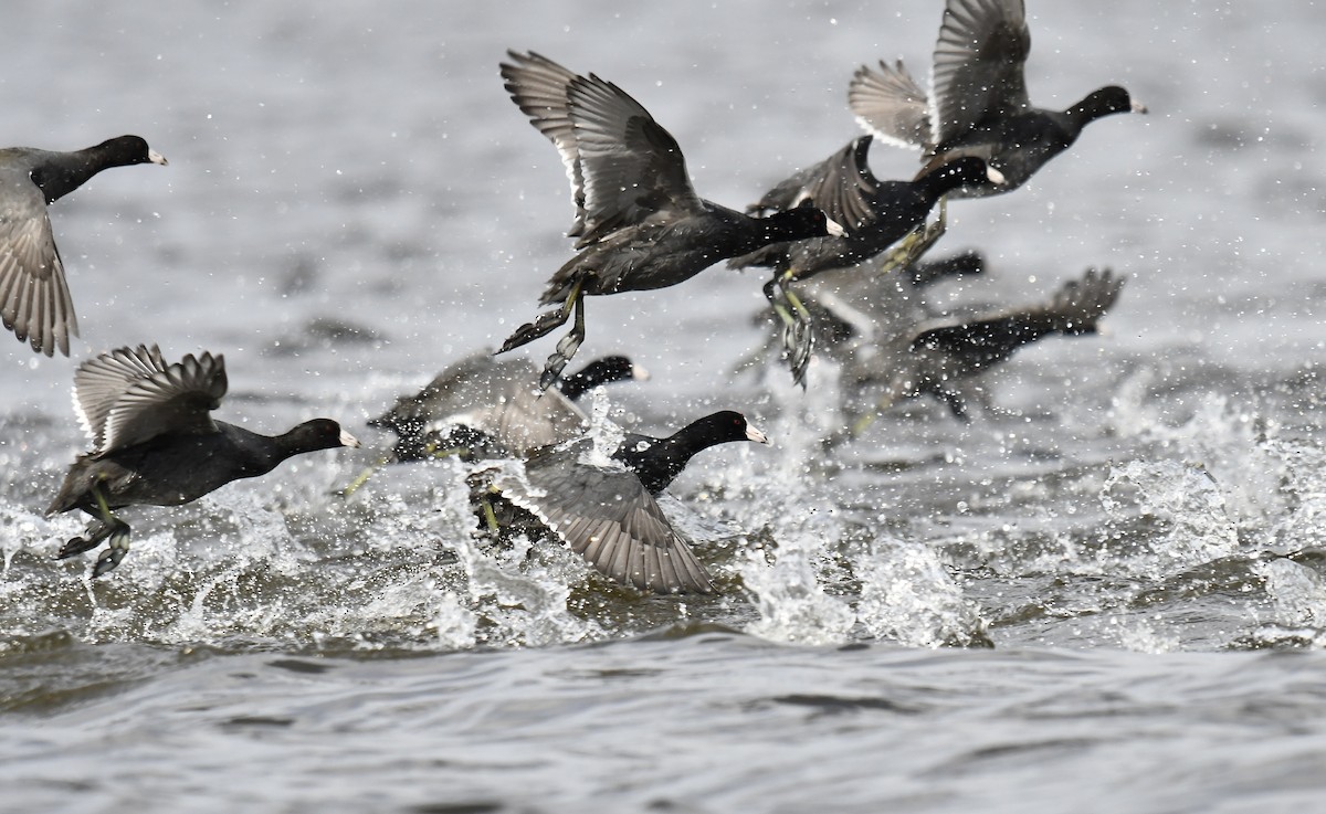 American Coot - ML611383402