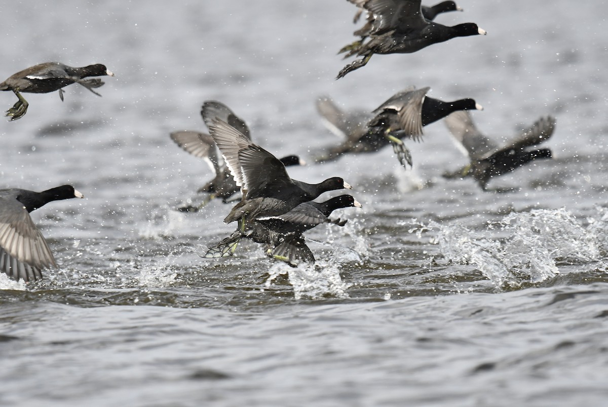 American Coot - ML611383403