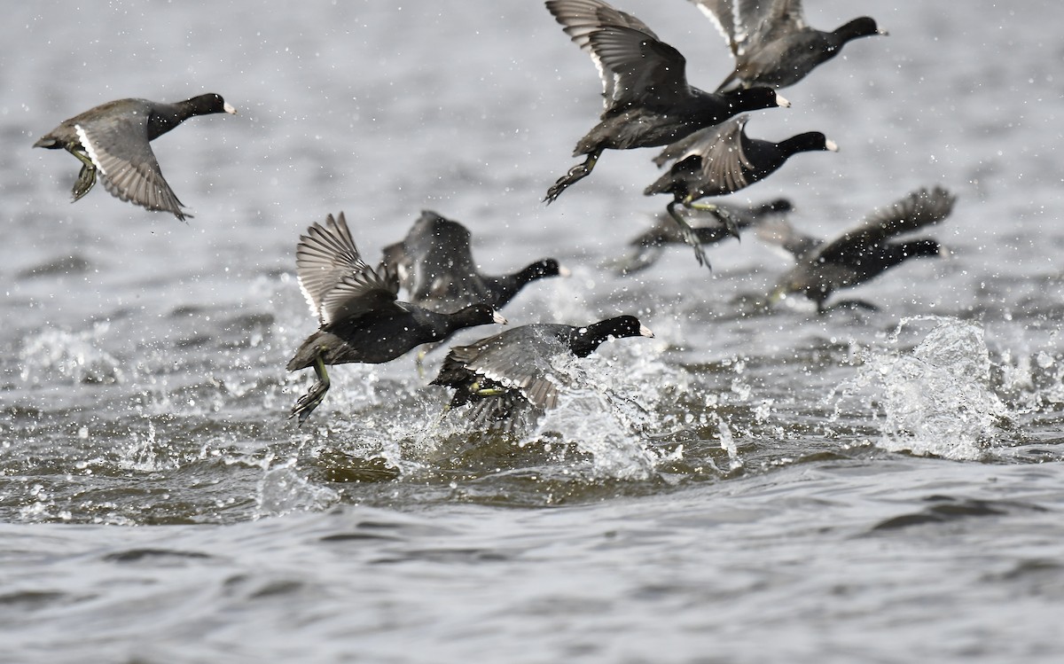 American Coot - ML611383404