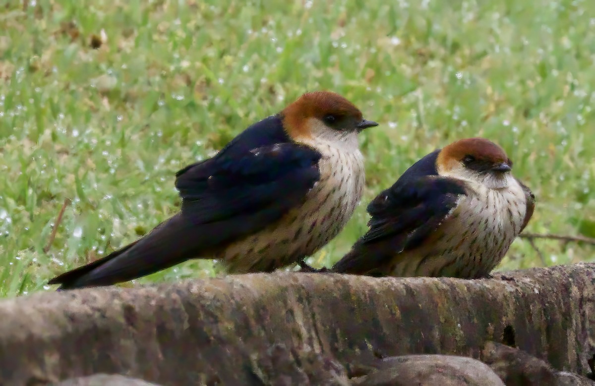 Greater Striped Swallow - John Gregory