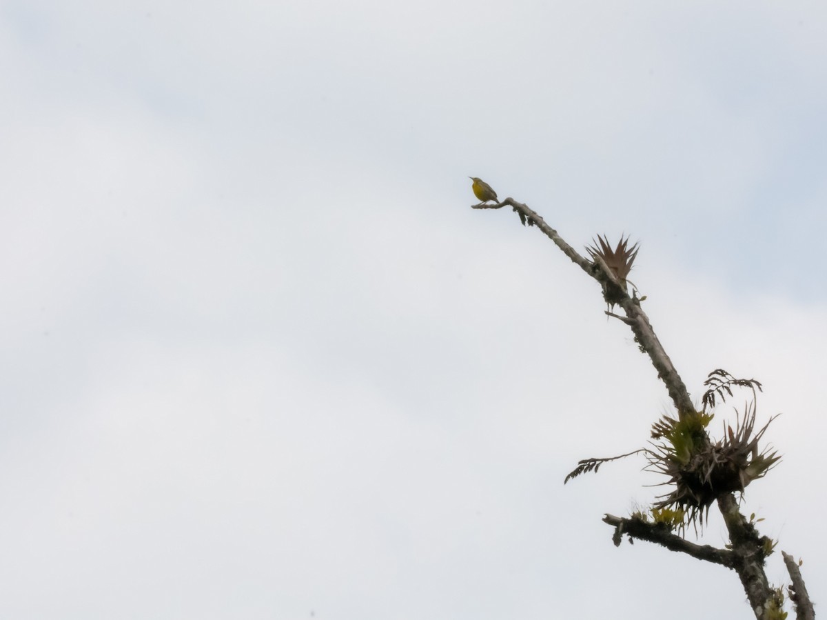 Eastern Meadowlark - ML611383430