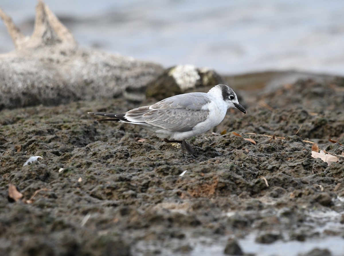 Franklin's Gull - ML611383534