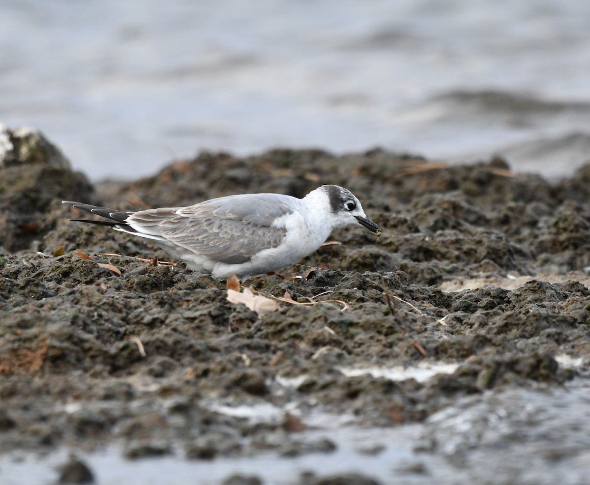 Franklin's Gull - ML611383562