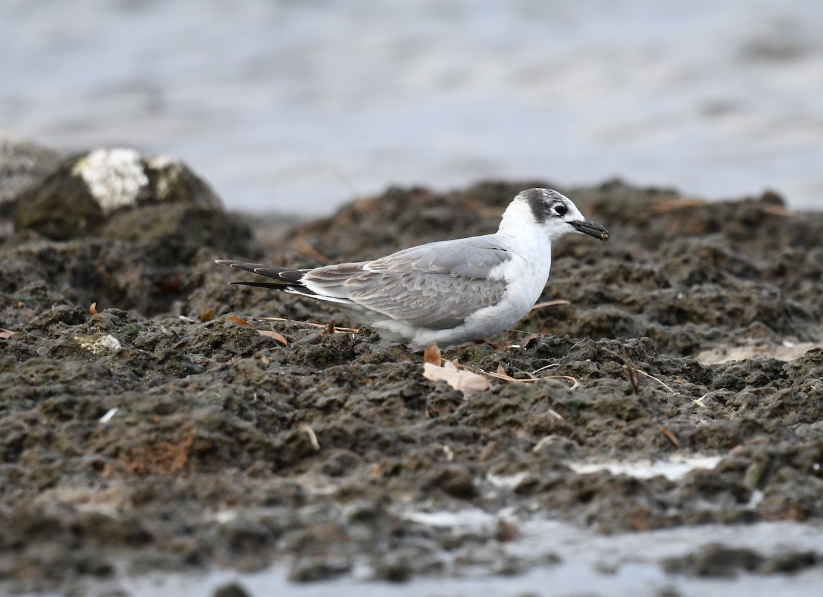 Franklin's Gull - ML611383563