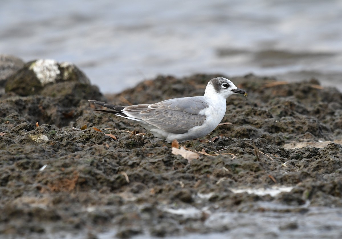 Franklin's Gull - ML611383564