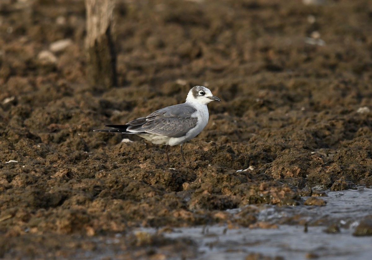 Franklin's Gull - ML611383628