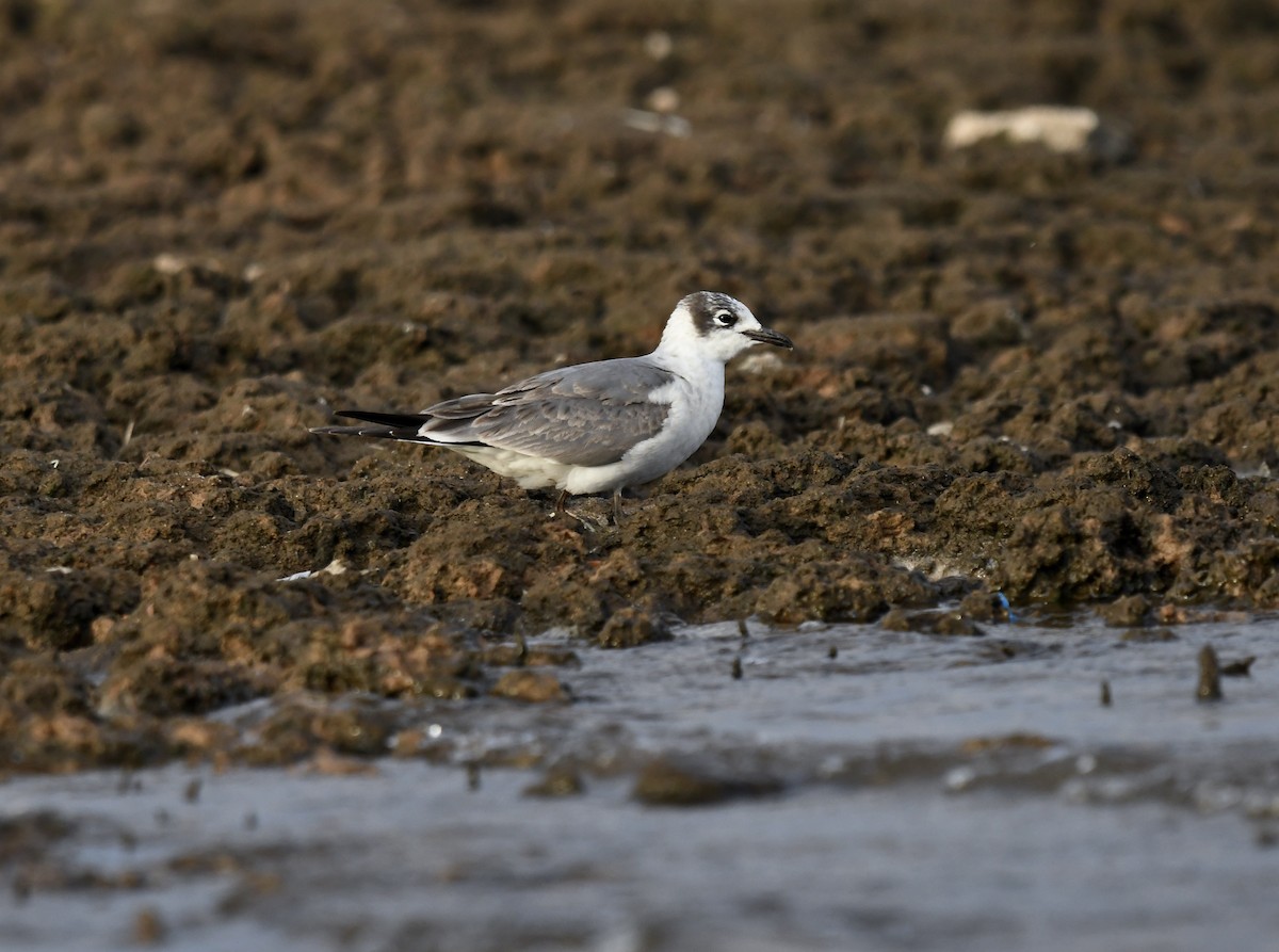 Franklin's Gull - ML611383667