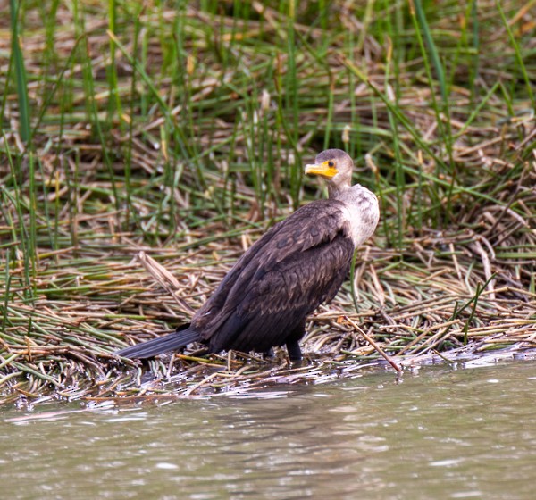 Cormoran à aigrettes - ML611383692