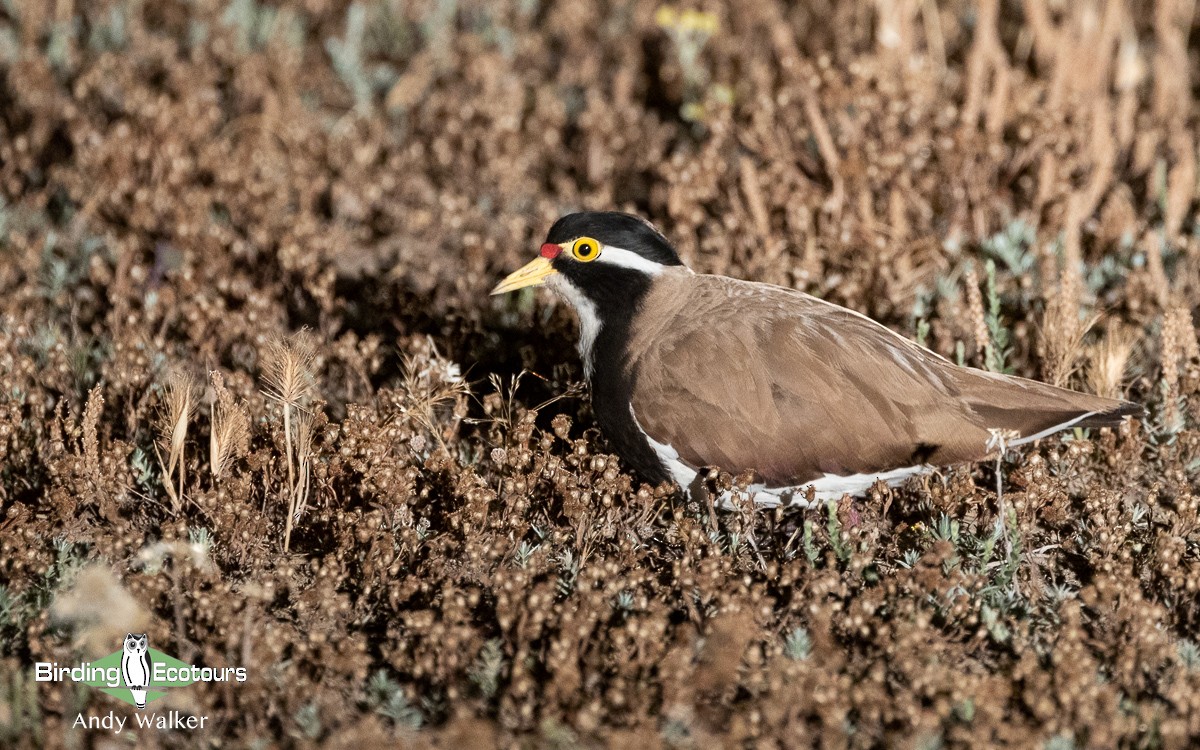 Avefría Tricolor - ML611383734