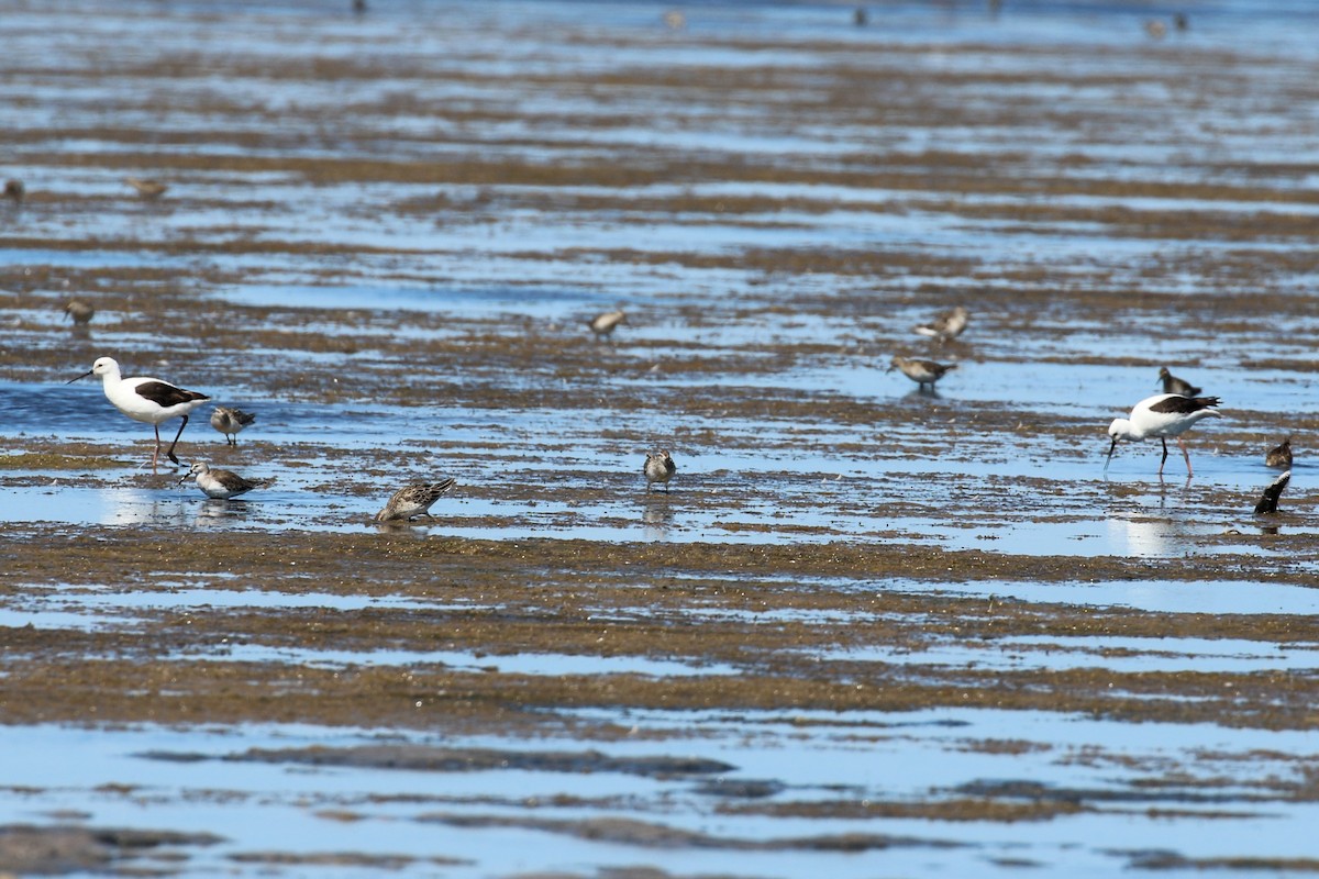 Banded Stilt - ML611383812