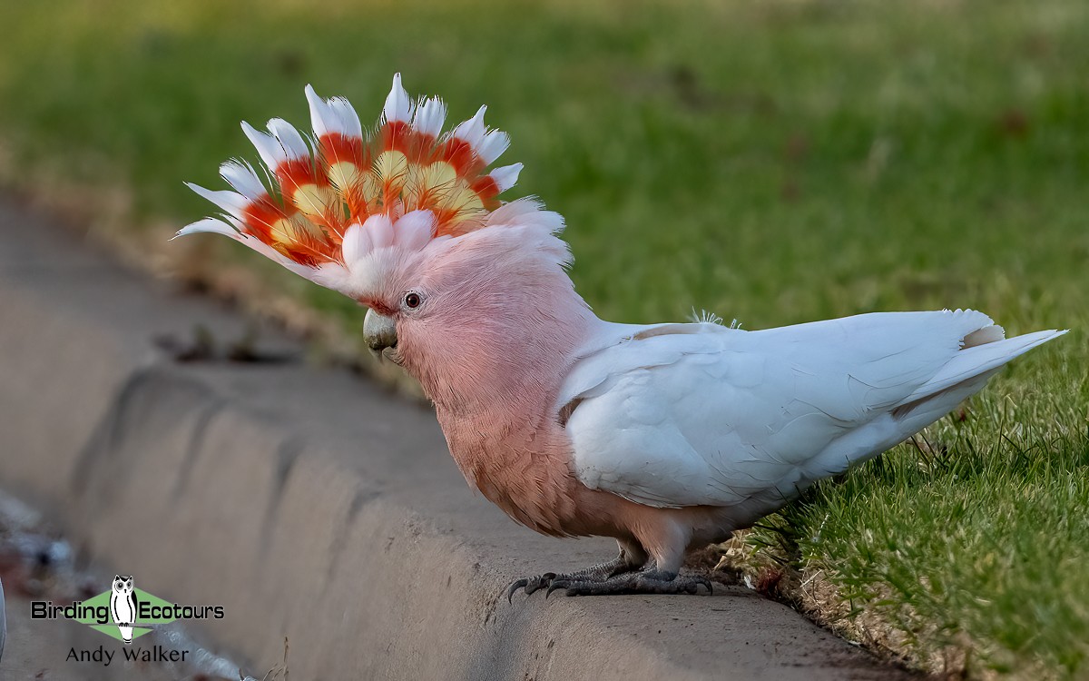 Pink Cockatoo - Andy Walker - Birding Ecotours