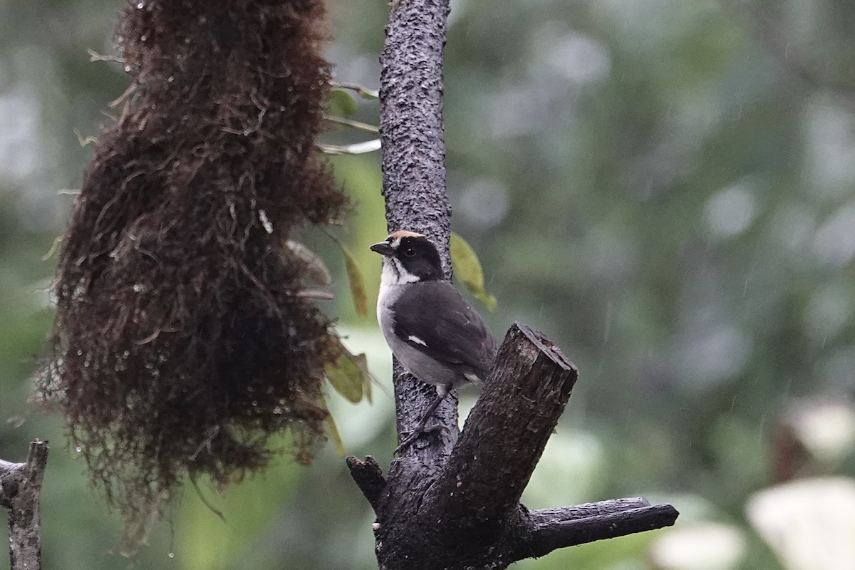 White-winged Brushfinch (White-winged) - Mike McGrenere