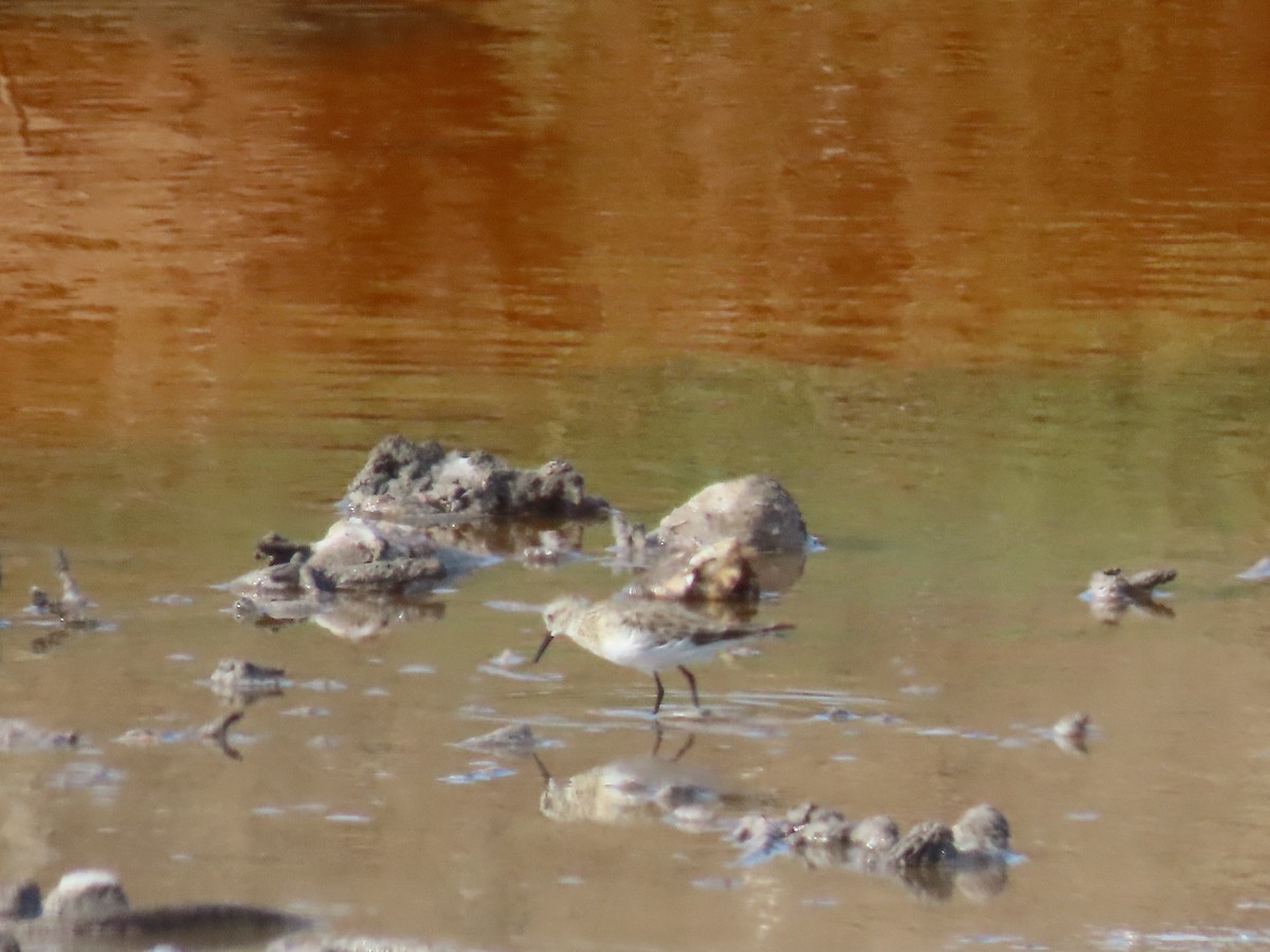 Baird's Sandpiper - Nelson Contardo