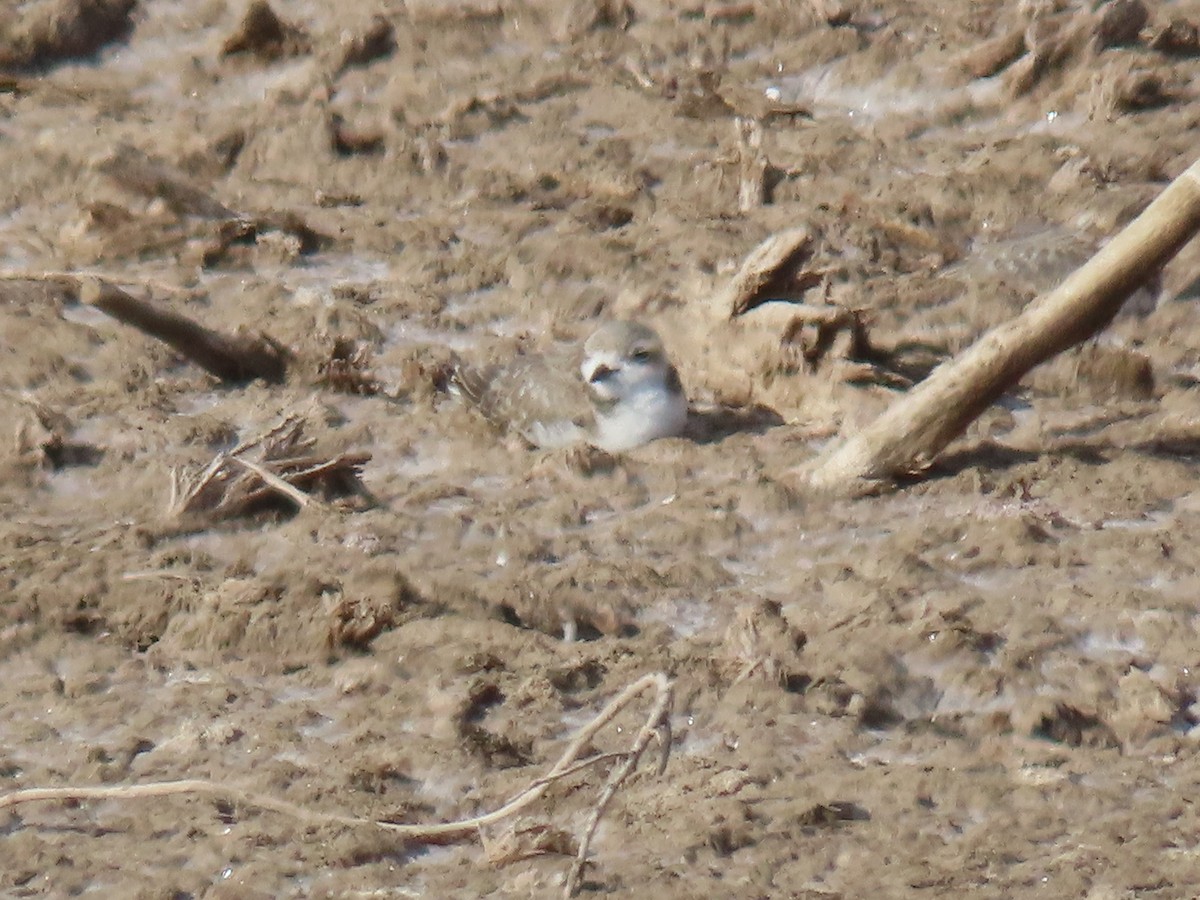 Snowy Plover - ML611383990