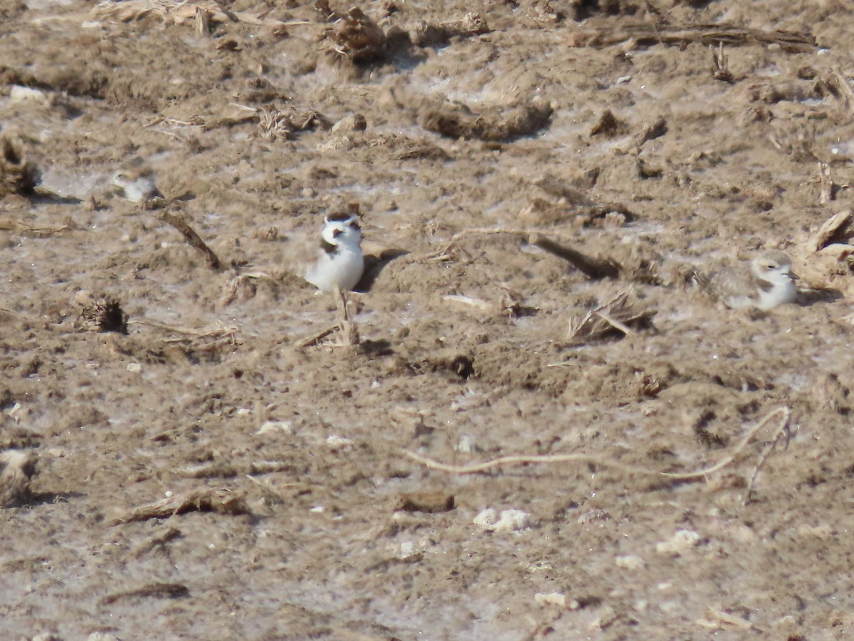 Snowy Plover - Nelson Contardo