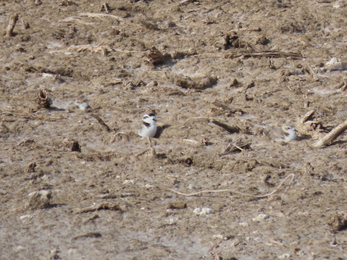 Snowy Plover - Nelson Contardo