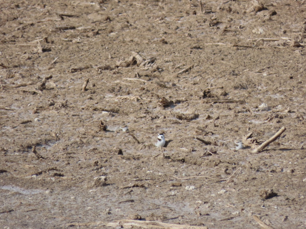 Snowy Plover - Nelson Contardo