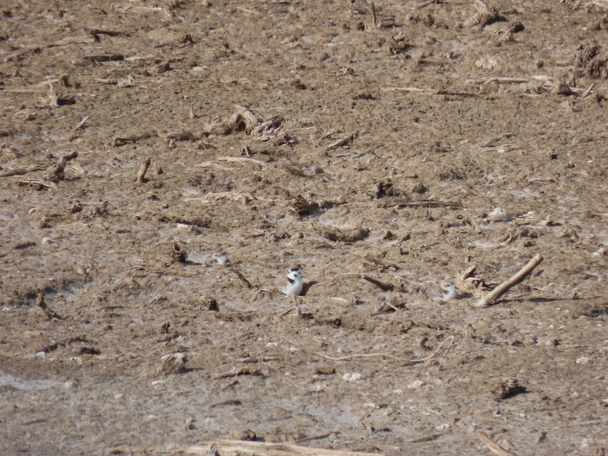 Snowy Plover - Nelson Contardo