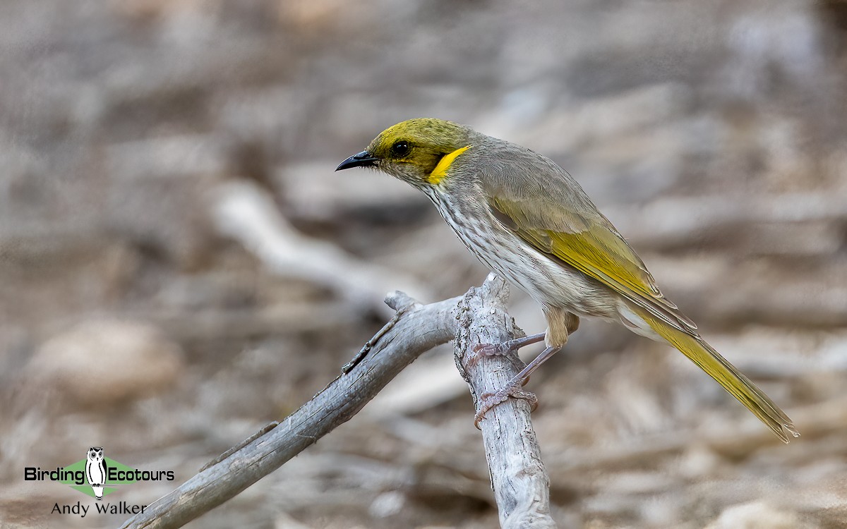 Yellow-plumed Honeyeater - ML611384024