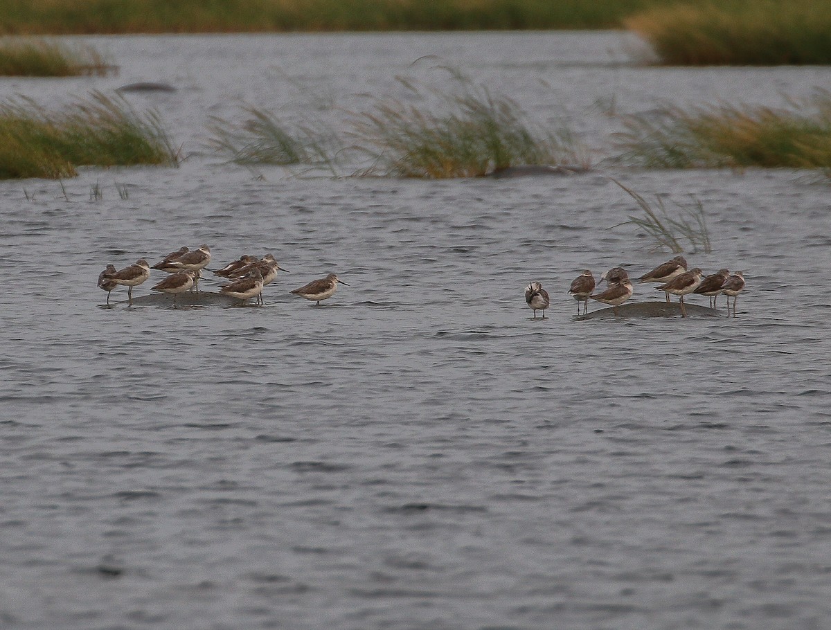 Common Greenshank - Neoh Hor Kee