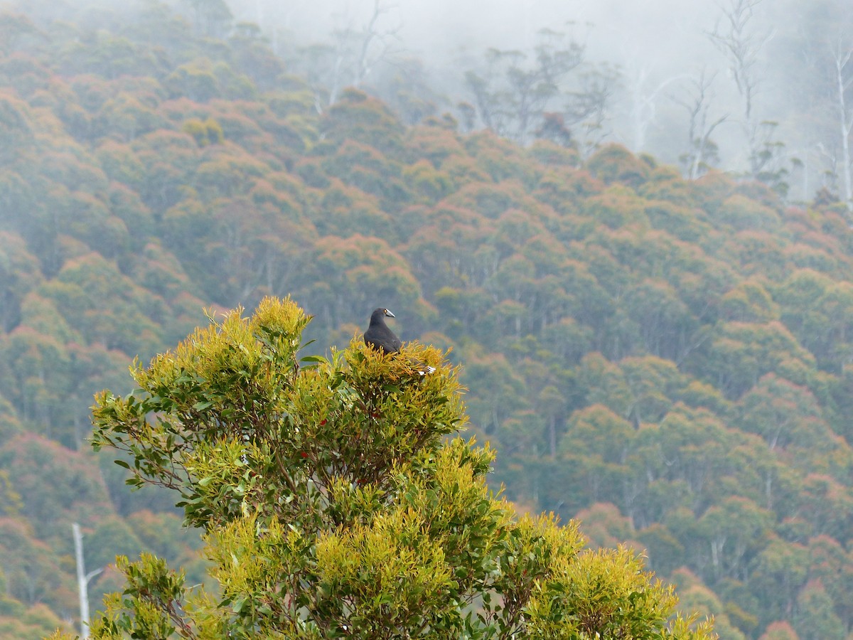 Black Currawong - ML611384137