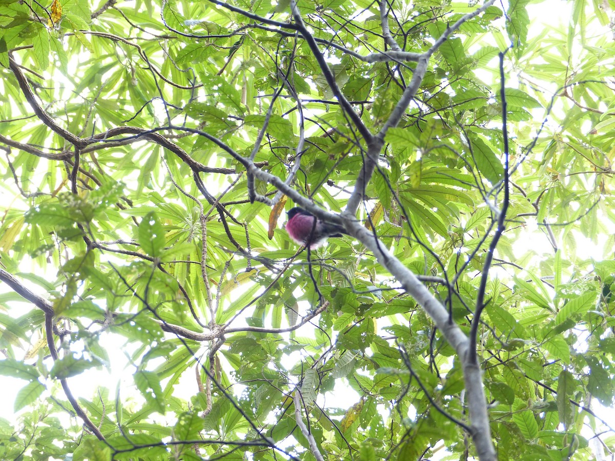 Pink Robin - ML611384193