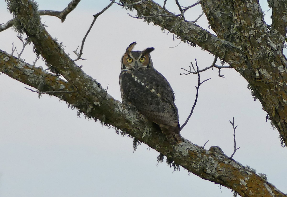 Great Horned Owl - ML611384212
