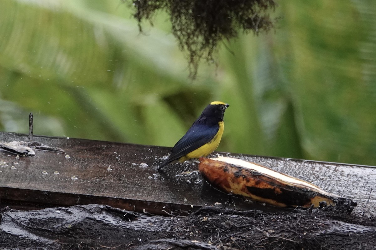 Orange-bellied Euphonia - Mike McGrenere