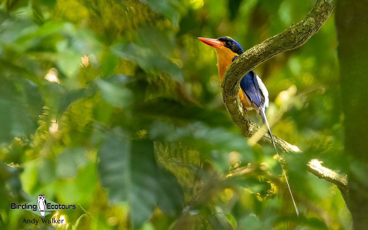 Buff-breasted Paradise-Kingfisher - Andy Walker - Birding Ecotours