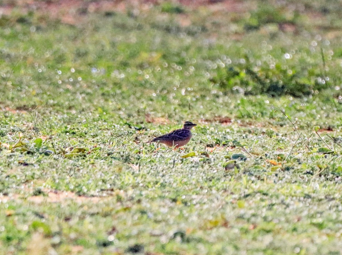 Tawny Lark - Coimbatore Nature Society