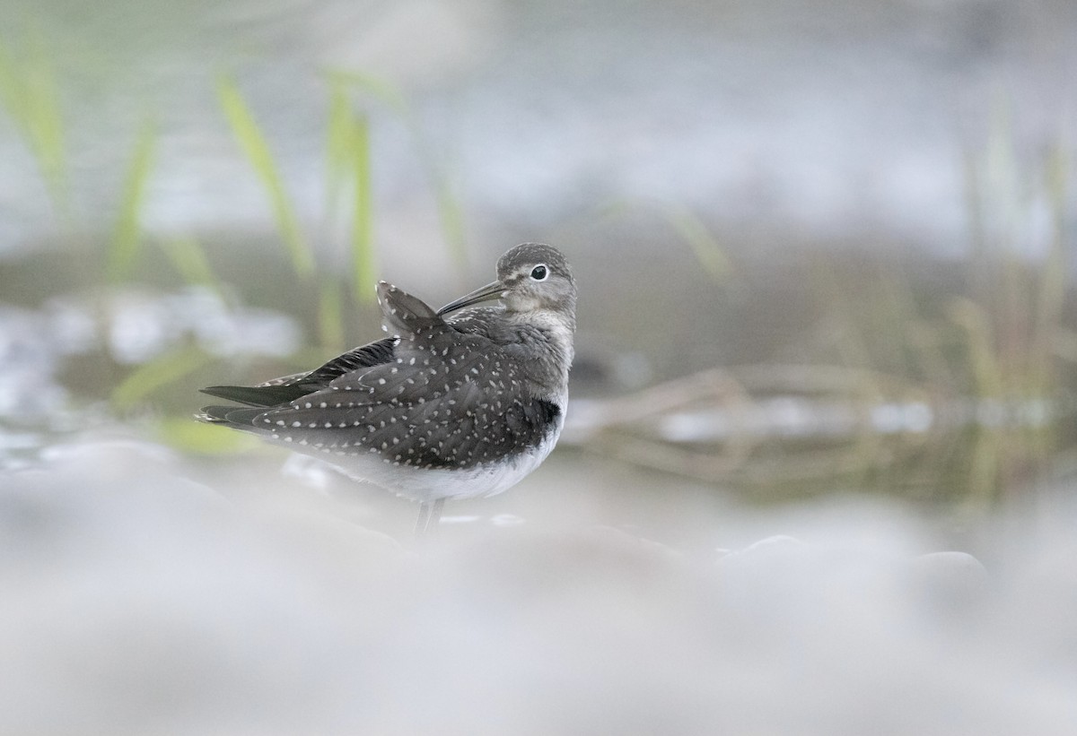 Solitary Sandpiper - Jennifer Hansen